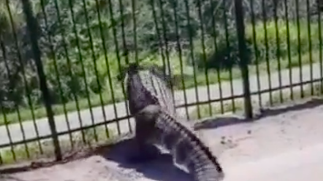Video shows Florida alligator easily blasting through a metal fence