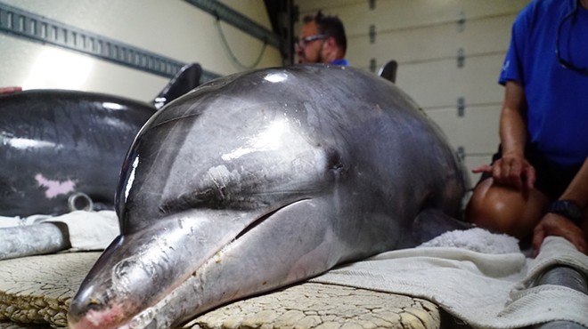 Watch as SeaWorld Orlando rescues and rehabilitates bottlenose dolphin