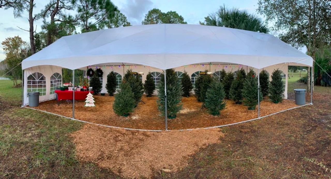 Holly Jolly Meadows Christmas Tree Farm
4705 Meadow Green Road, Mims
Dates open: Now until trees run out 
Cost: Price varies depending on size of tree
As of the time of this article's publication, very few trees are left at the farm, so hop to it!