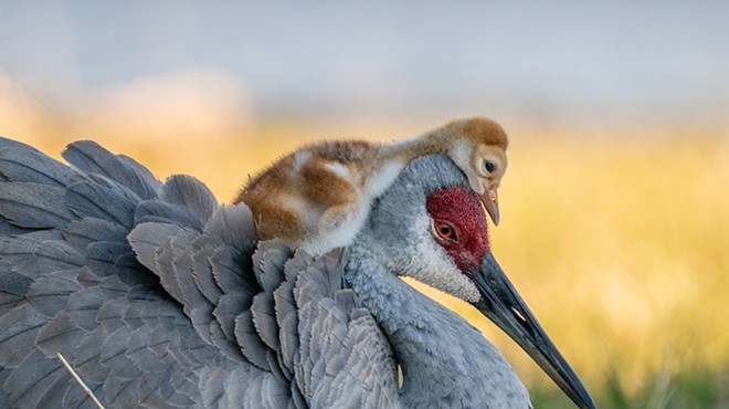 Winter Garden resident Robin Ulery won this year's amateur bird photography award for this shot of a Sandhill crane and its child.