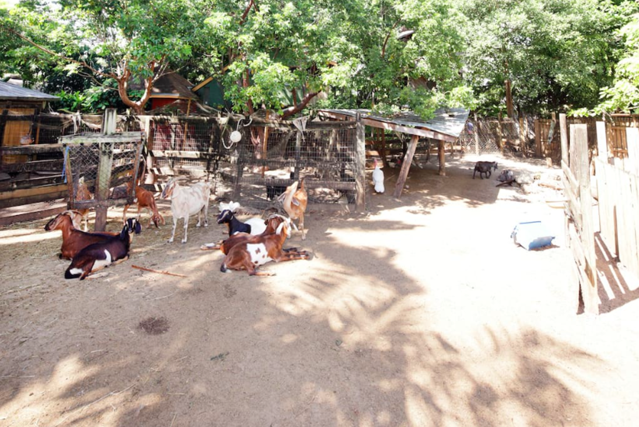 ...and goats...
image via Airbnb listing