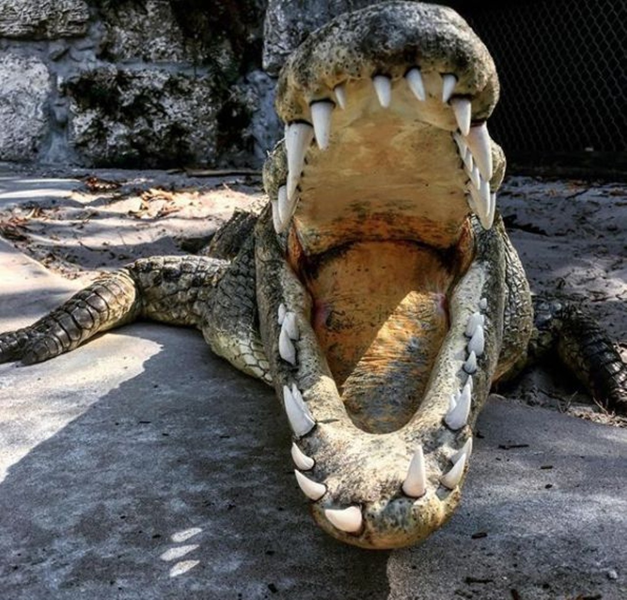 You should be following this Florida woman's gator-wrestling Instagram